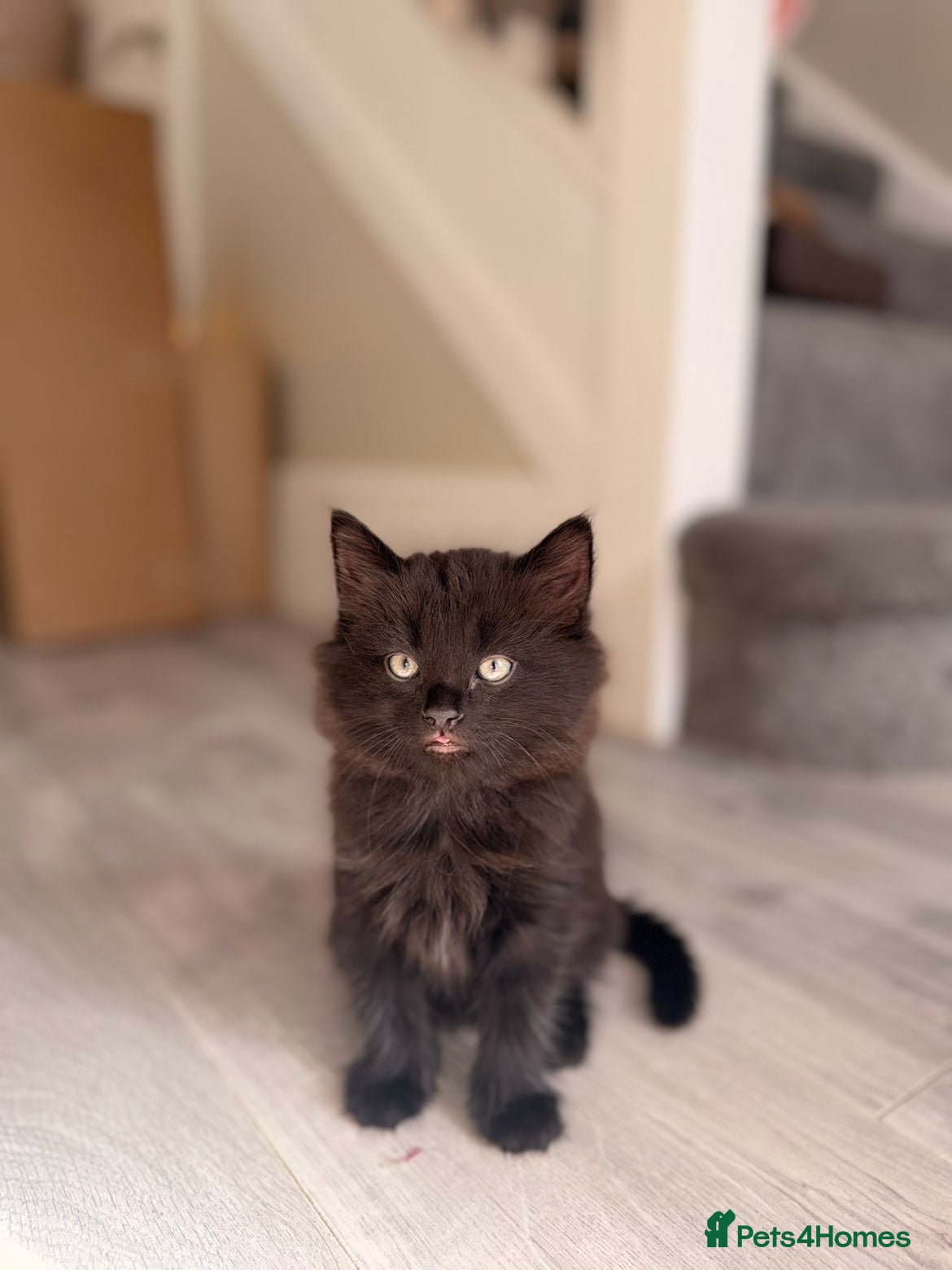 British Shorthair cats Kittens - Advert 1