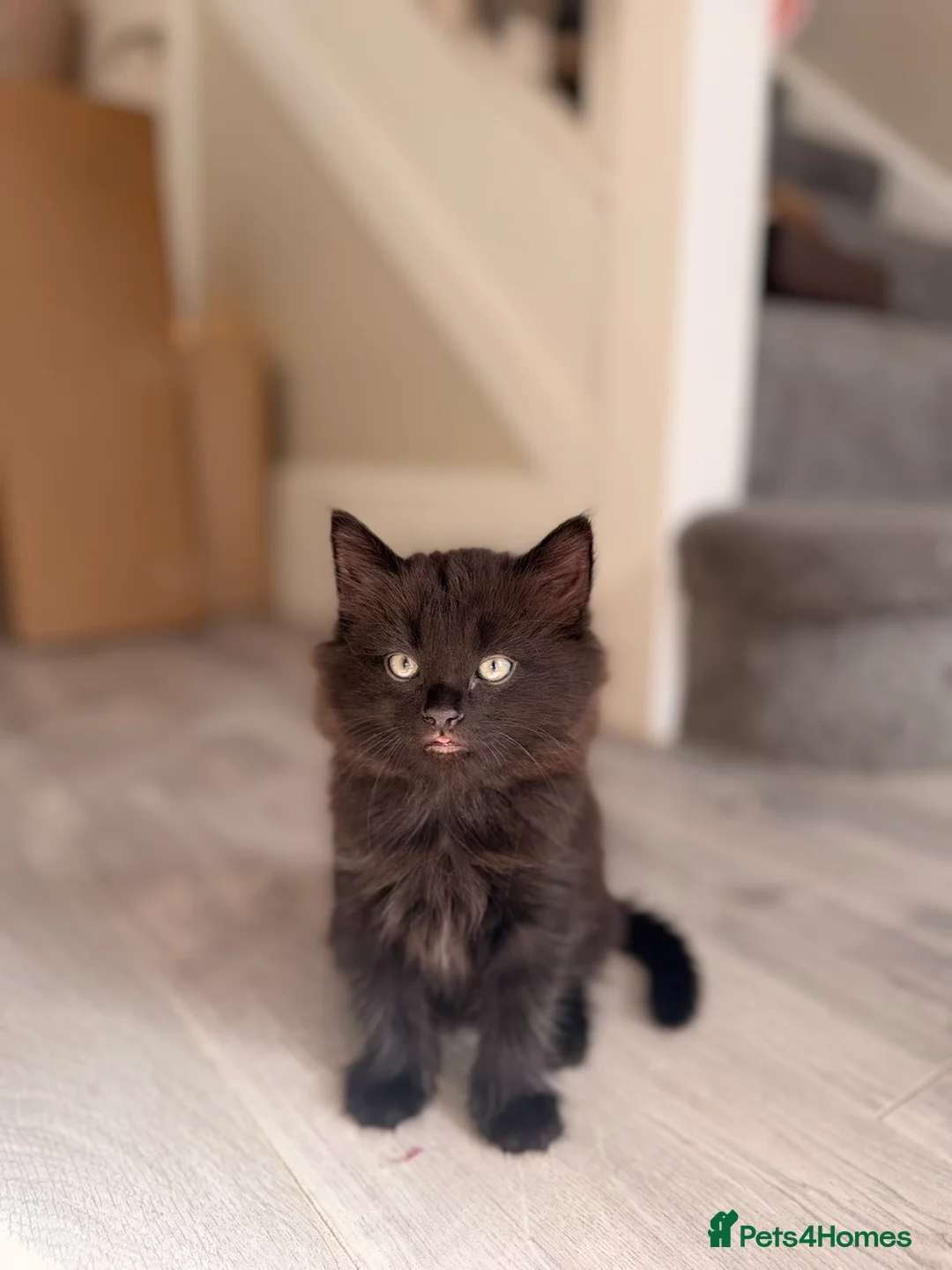 British Shorthair cats for sale: Kittens in Sunderland - Advert 1