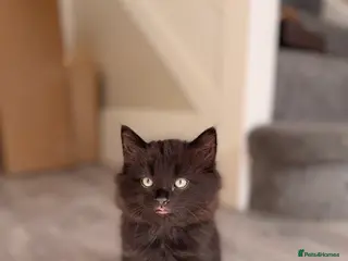 British Shorthair cats Kittens - Advert 1