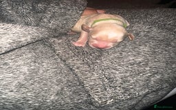 Cockapoo dogs for sale: Beautiful mixed Merle F2B Cockapoos  - Image 4