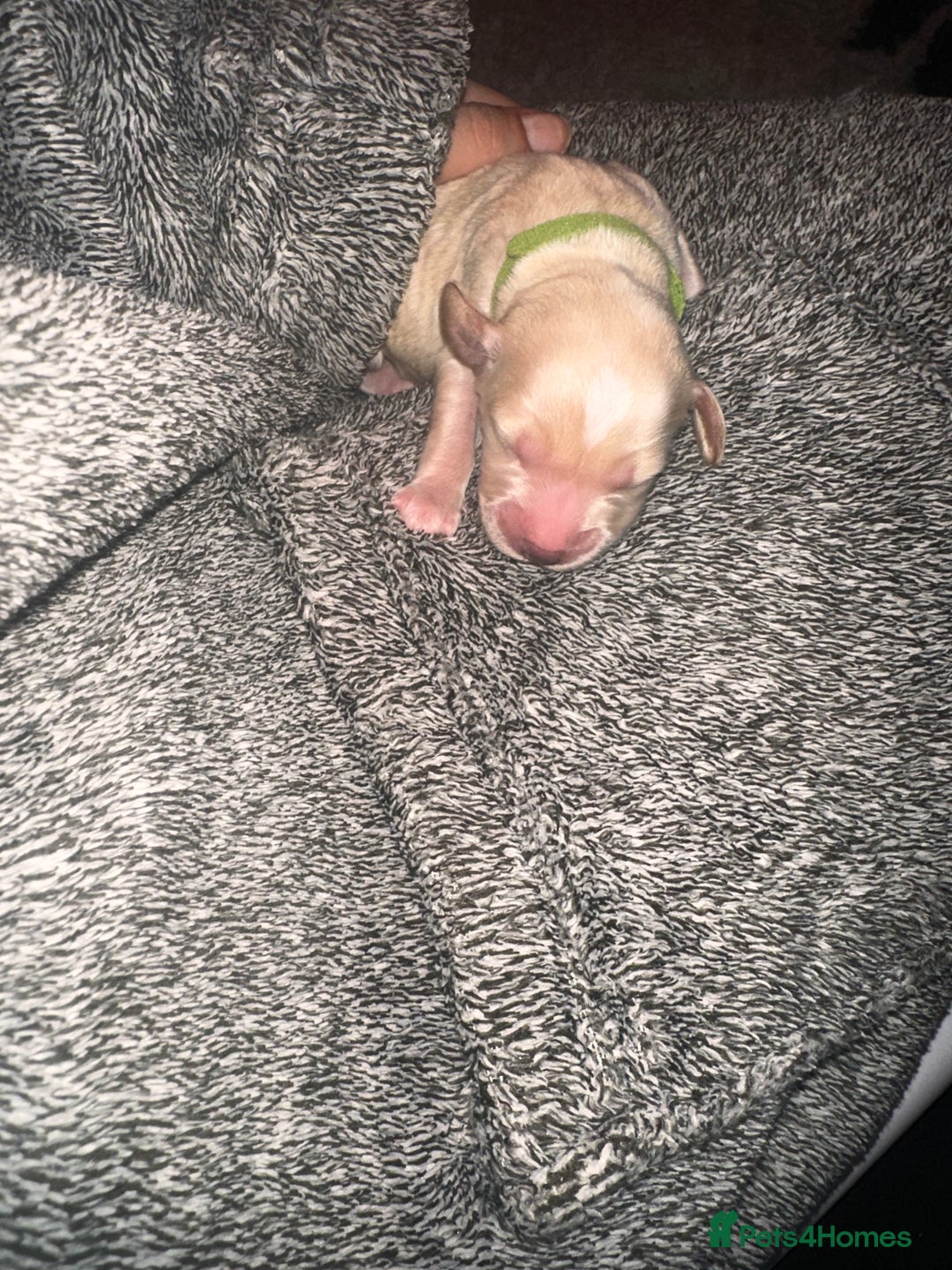 Cockapoo dogs for sale: Beautiful mixed Merle F2B Cockapoos  - Image 4