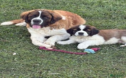 Saint Bernard dogs for sale: Stunning Quality Large Saint Bernard Puppies - Image 2