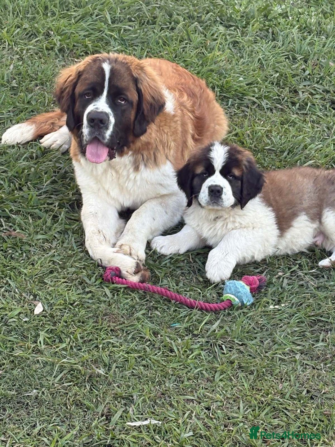 Saint Bernard dogs for sale: Stunning Quality Large Saint Bernard Puppies - Image 2