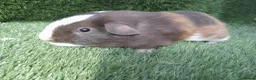 Guinea Pig rodents for sale: Male guinea pig Boys  - Advert 1