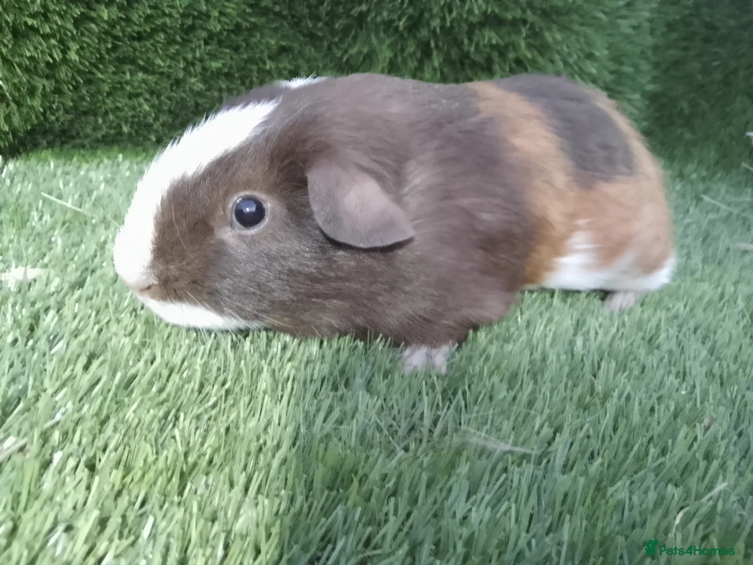 Guinea Pig rodents for sale: Male guinea pig Boys  - Advert 1