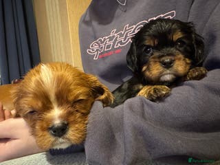 Cavalier King Charles Spaniel dogs Last 2 KC reg Cavalier King Charles spaniel boys - Advert 1