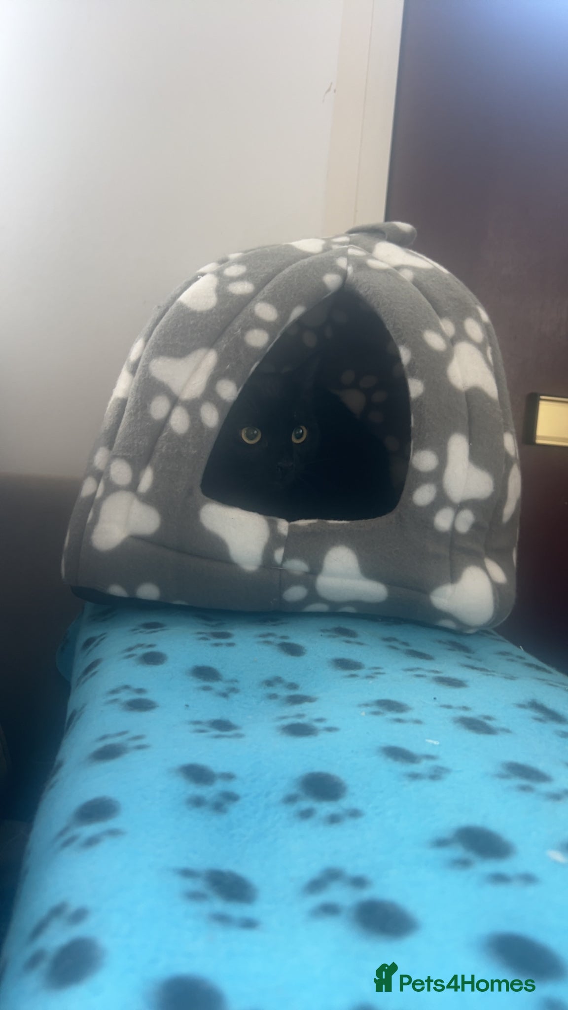 British Shorthair cats New home needed asap  - Advert 1