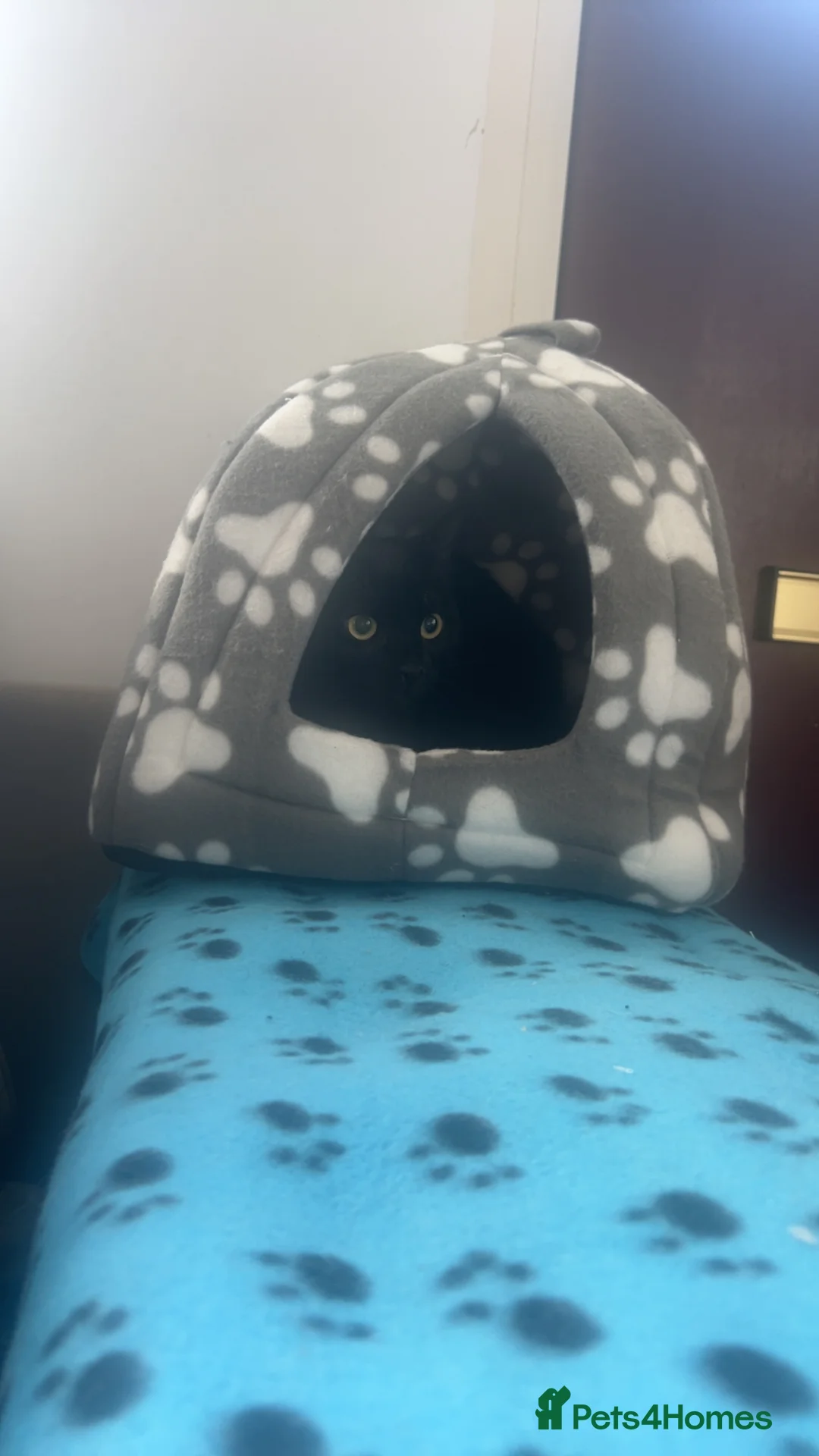 British Shorthair cats for sale: New home needed asap  in Rotherham - Advert 1
