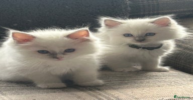 Ragdoll cats - Advert 13