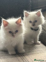 Ragdoll cats - Advert 8