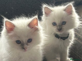 Ragdoll cats GCCF ragdoll girl -ready for new homes next week. - Advert 17