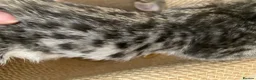 Savannah cats for sale: Savannah PED’G kittens dark boy, light girl F5 sbt - Advert 11