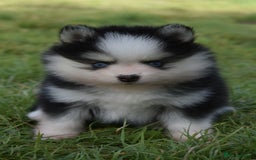 Pomsky dogs for sale: Genuine Toy Size Pomskies - Image 5