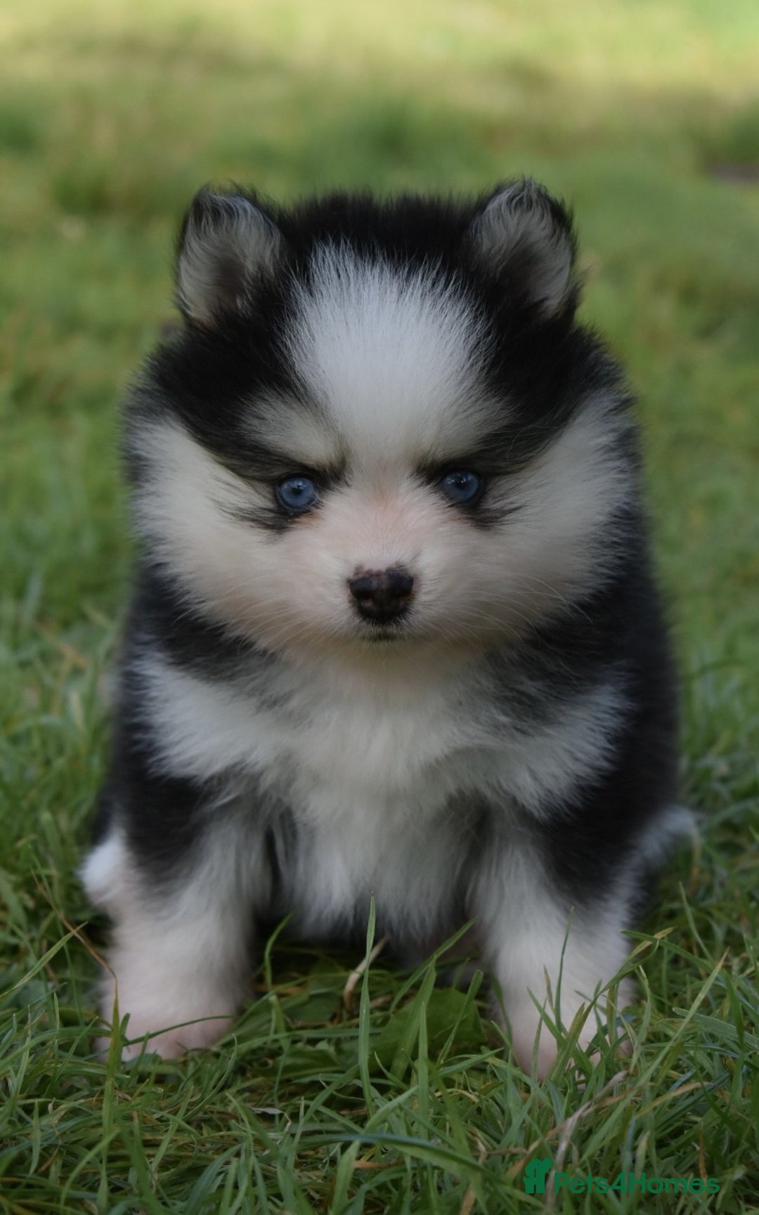 Pomsky dogs for sale: Genuine Toy Size Pomskies - Image 5