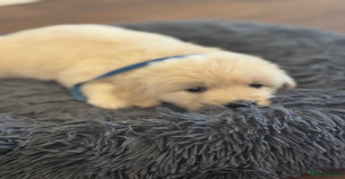 Golden Retriever dogs Beautiful Golden Retriever puppies KC - Advert 1