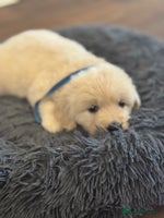 Golden Retriever dogs Beautiful Golden Retriever puppies KC - Advert 1