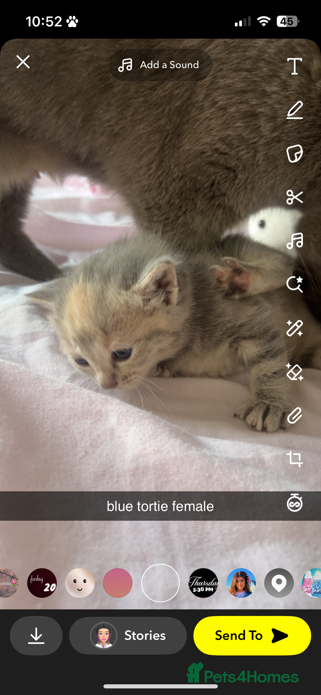 Maine Coon cats for sale: maincoon cross british shorthair  - Image 2