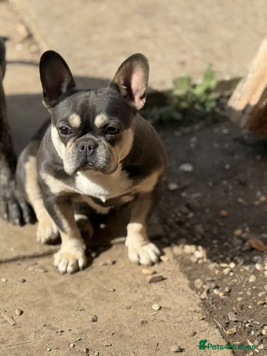 French Bulldog dogs for sale: Female french bulldog in Leicester - Advert 1