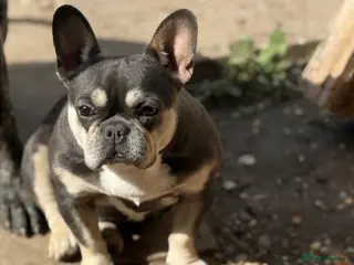French Bulldog dogs Female french bulldog - Advert 7