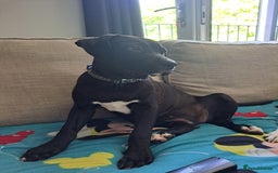 Mixed Breed dogs for sale: Meet bonnie 5month old cano corso X staffy  - Image 1