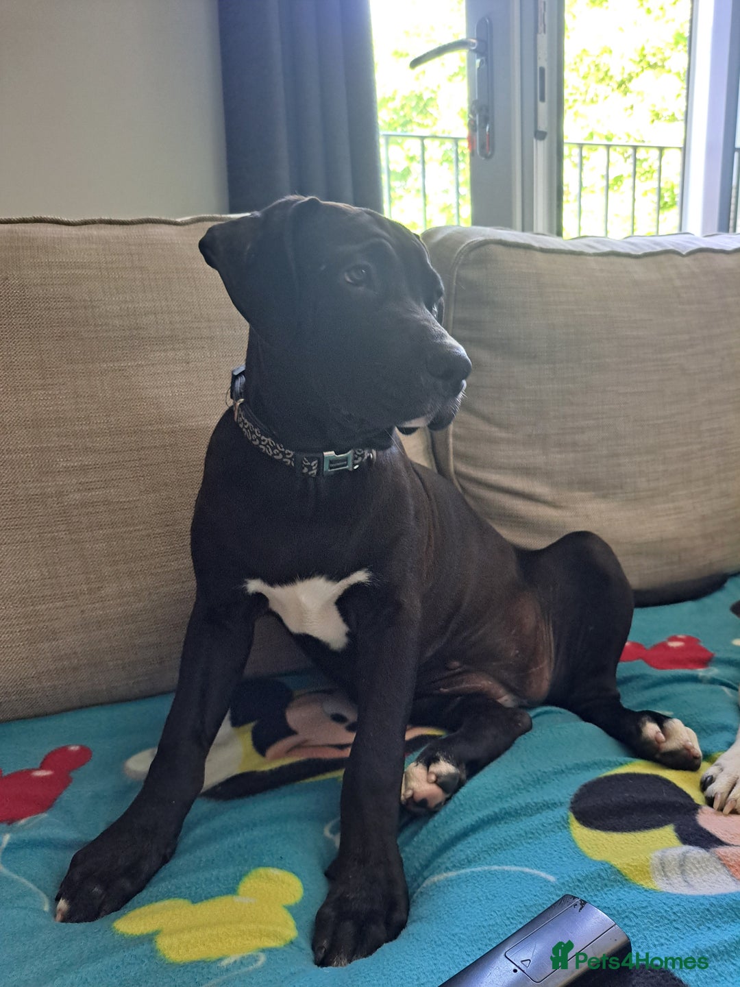 Mixed Breed dogs for sale: Meet bonnie 5month old cano corso X staffy  - Image 1
