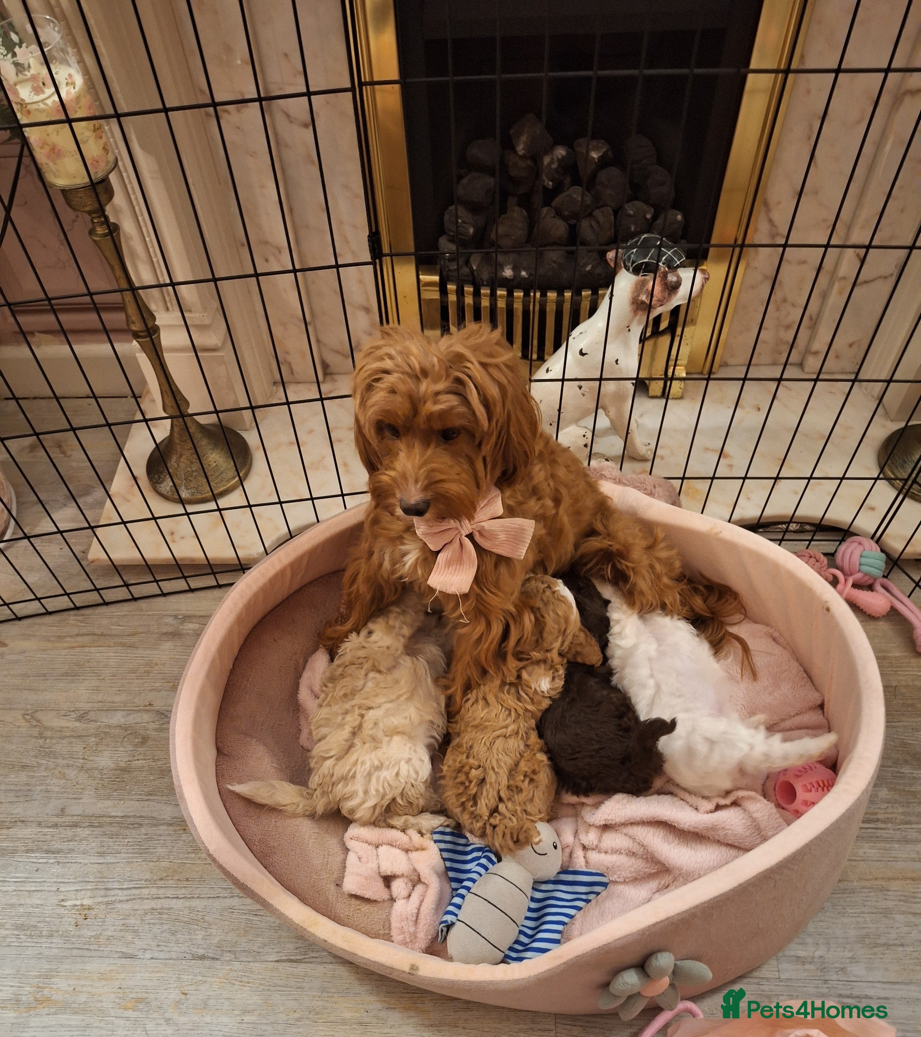 Cockapoo dogs 🐾✨  Ruby’s Toy Cockerpoo Pups Have Arrived! ✨🐾 - Advert 13
