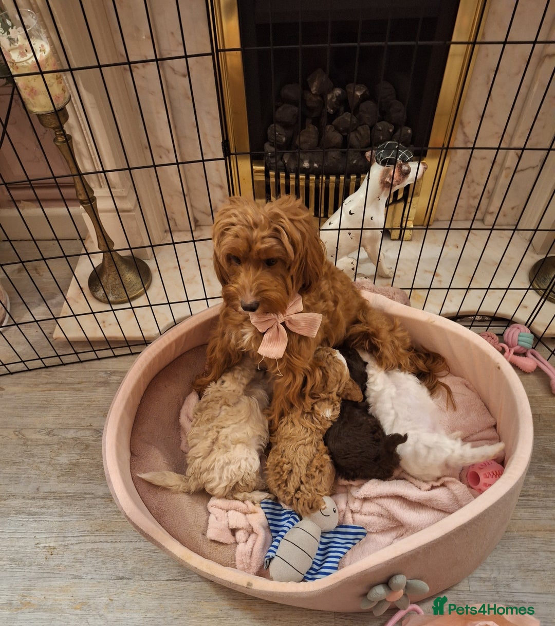 Cockapoo dogs for sale: 🐾✨  Ruby’s Toy Cockerpoo Pups Have Arrived! ✨🐾 - Advert 1