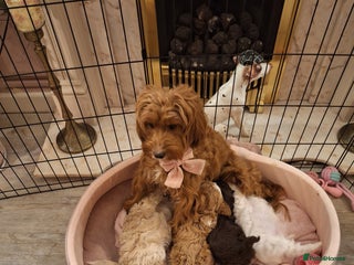 Cockapoo dogs 🐾✨ Ruby’s Toy Cockerpoo Pups Have Arrived! ✨🐾 - Advert 7