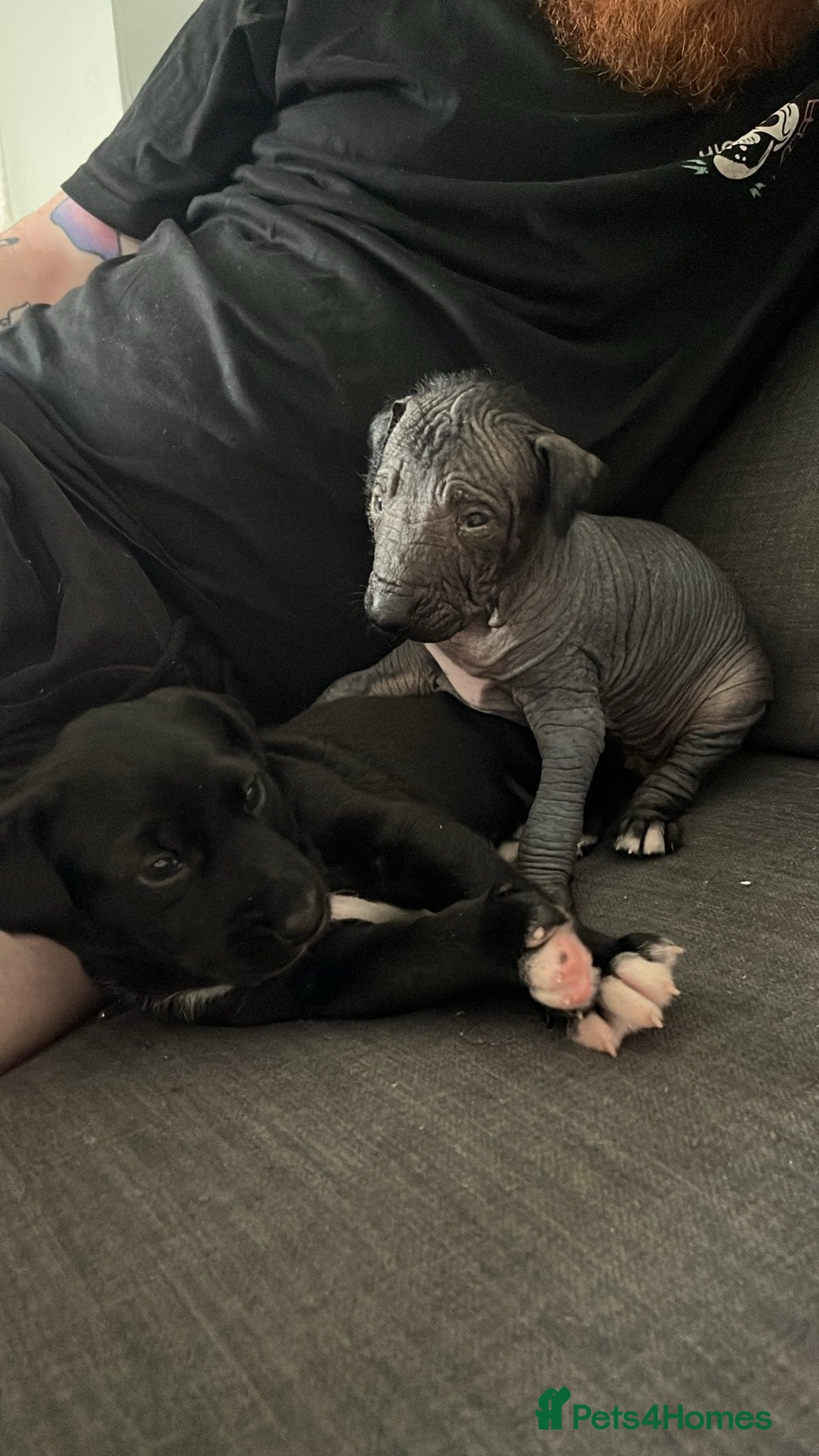 Mexican Hairless dogs for sale: Female coated Mexican hairless dog - Image 4