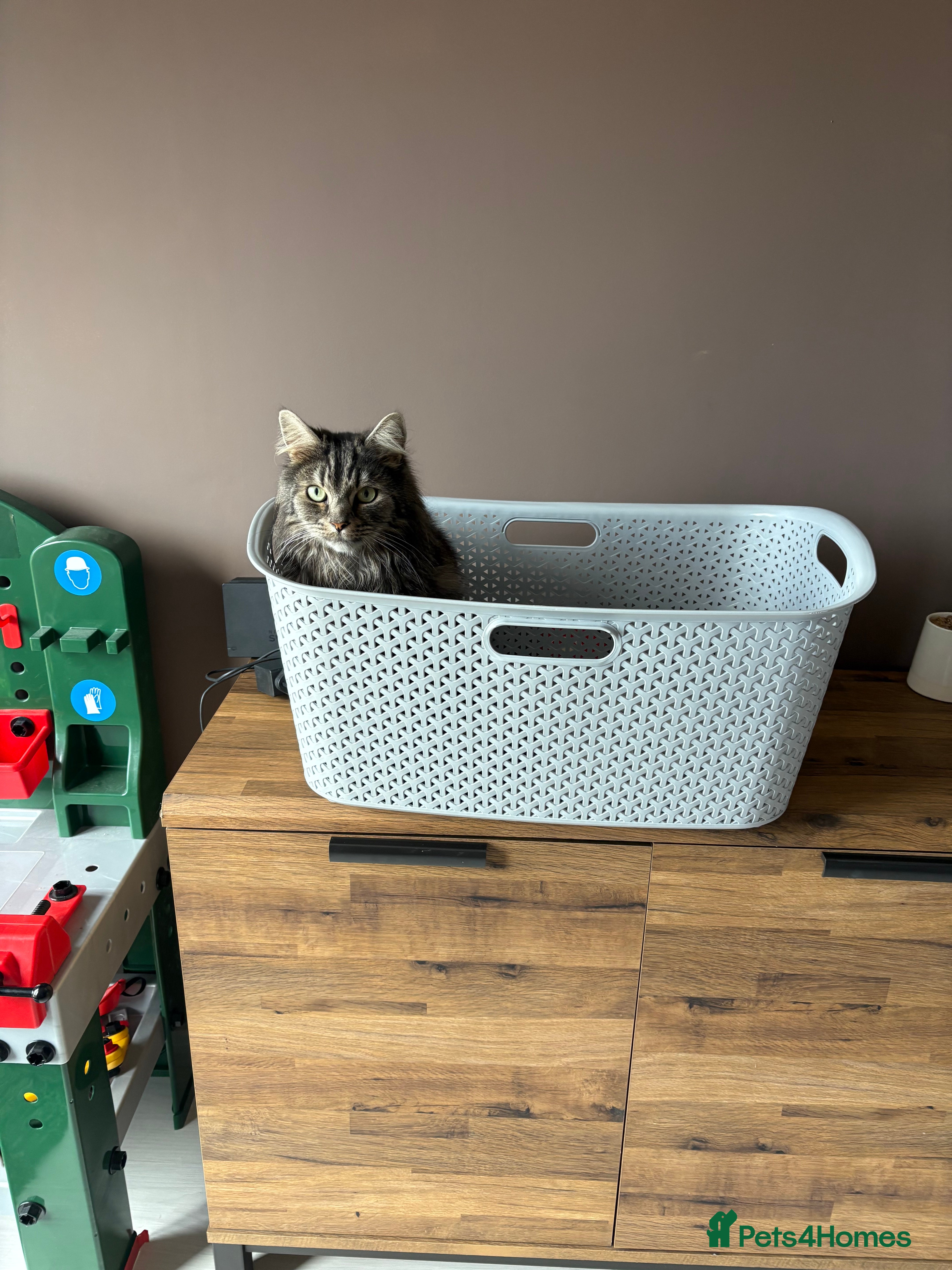 British Longhair cats Male Long haired mixed breed  - Advert 1