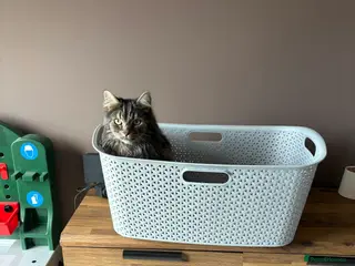 British Longhair cats Male Long haired mixed breed - Advert 1