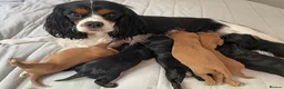 Cavalier King Charles Spaniel dogs for sale: Cavalier King Charles Puppies – Health Tested in Uttoxeter - Advert 2