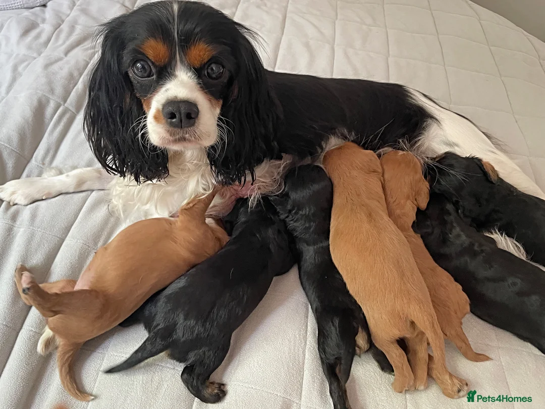 Cavalier King Charles Spaniel dogs for sale: Cavalier King Charles Puppies – Health Tested in Uttoxeter - Advert 2