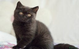 British Shorthair cats for sale: Beautiful BSH kittens 😻 - Image 8