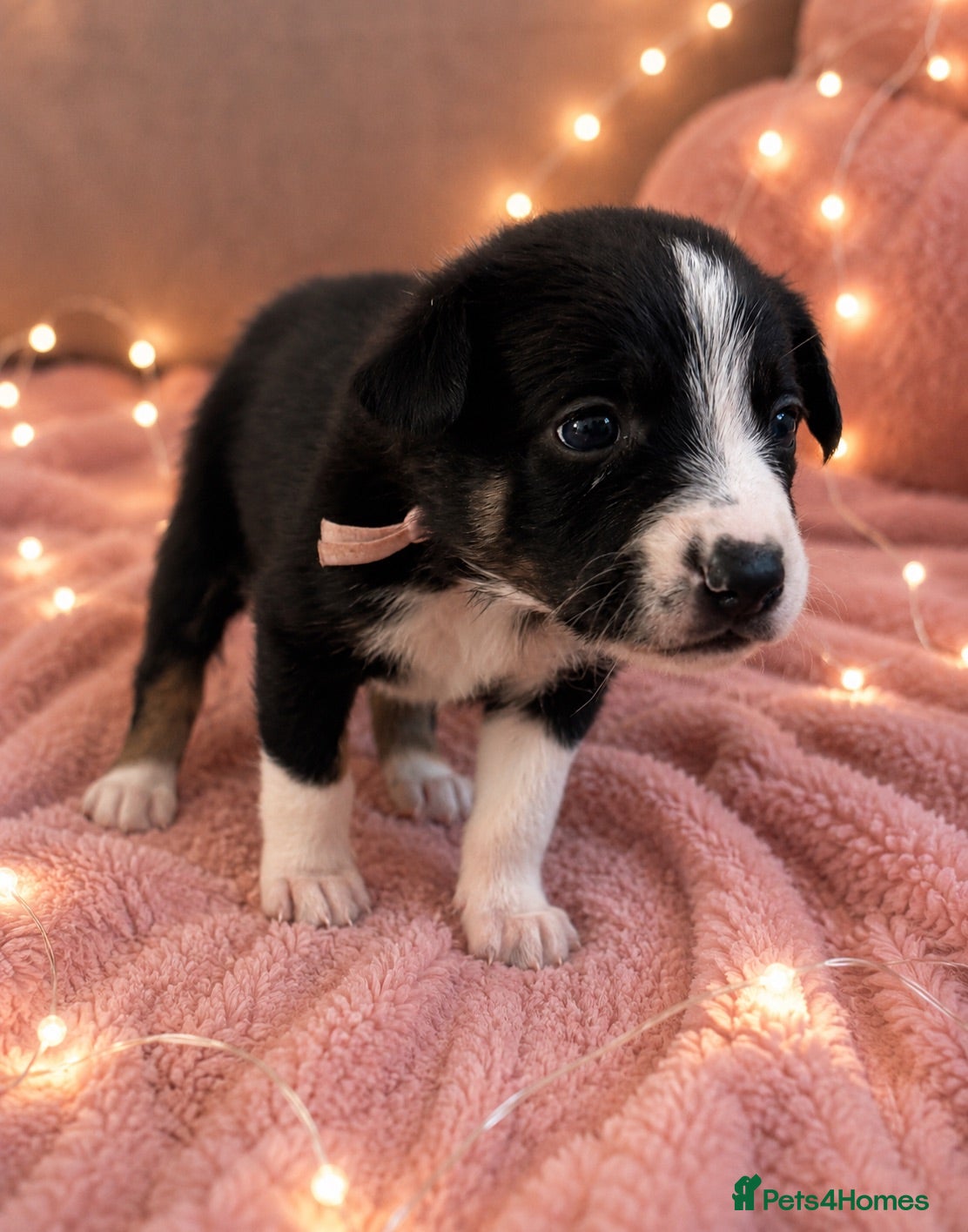 Border Collie dogs Meet your new best friend 🐾🥹 - Advert 15
