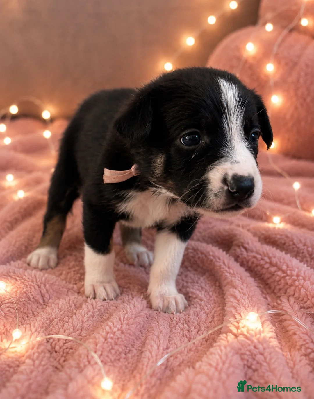 Border Collie dogs for sale: Meet your new best friend 🐾🥹 - Advert 1