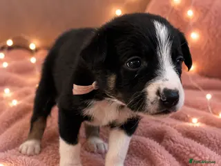Border Collie dogs Meet your new best friend 🐾🥹 - Advert 3
