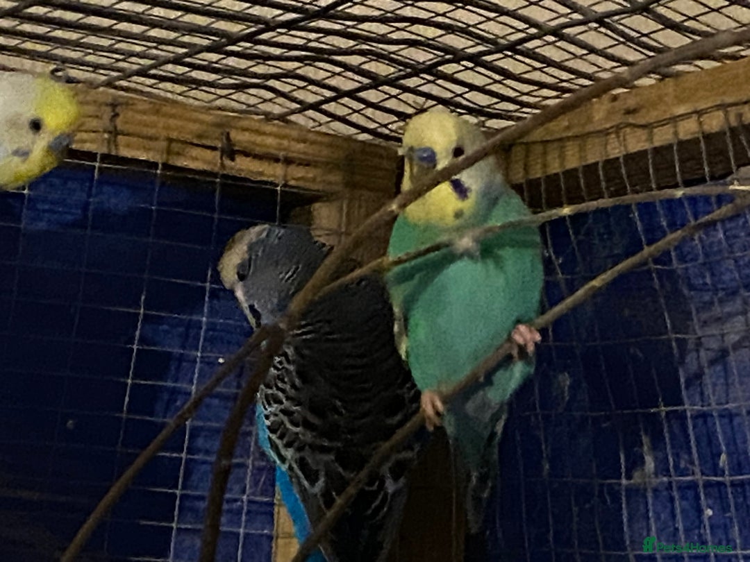 Budgerigars birds for sale: 3 boy budgies for sale  - Advert 7