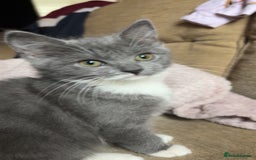 British Shorthair cats for sale: 2 blue British shorthair kittens - Advert 1