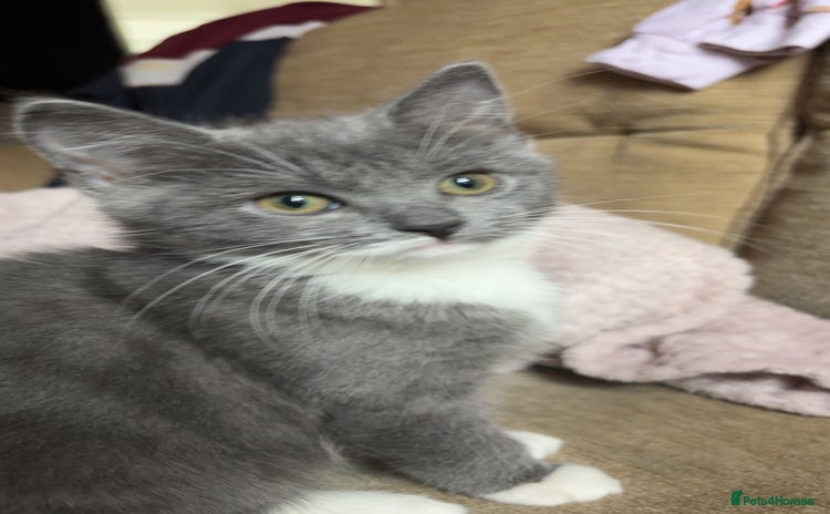 British Shorthair cats 2 blue British shorthair kittens - Advert 4