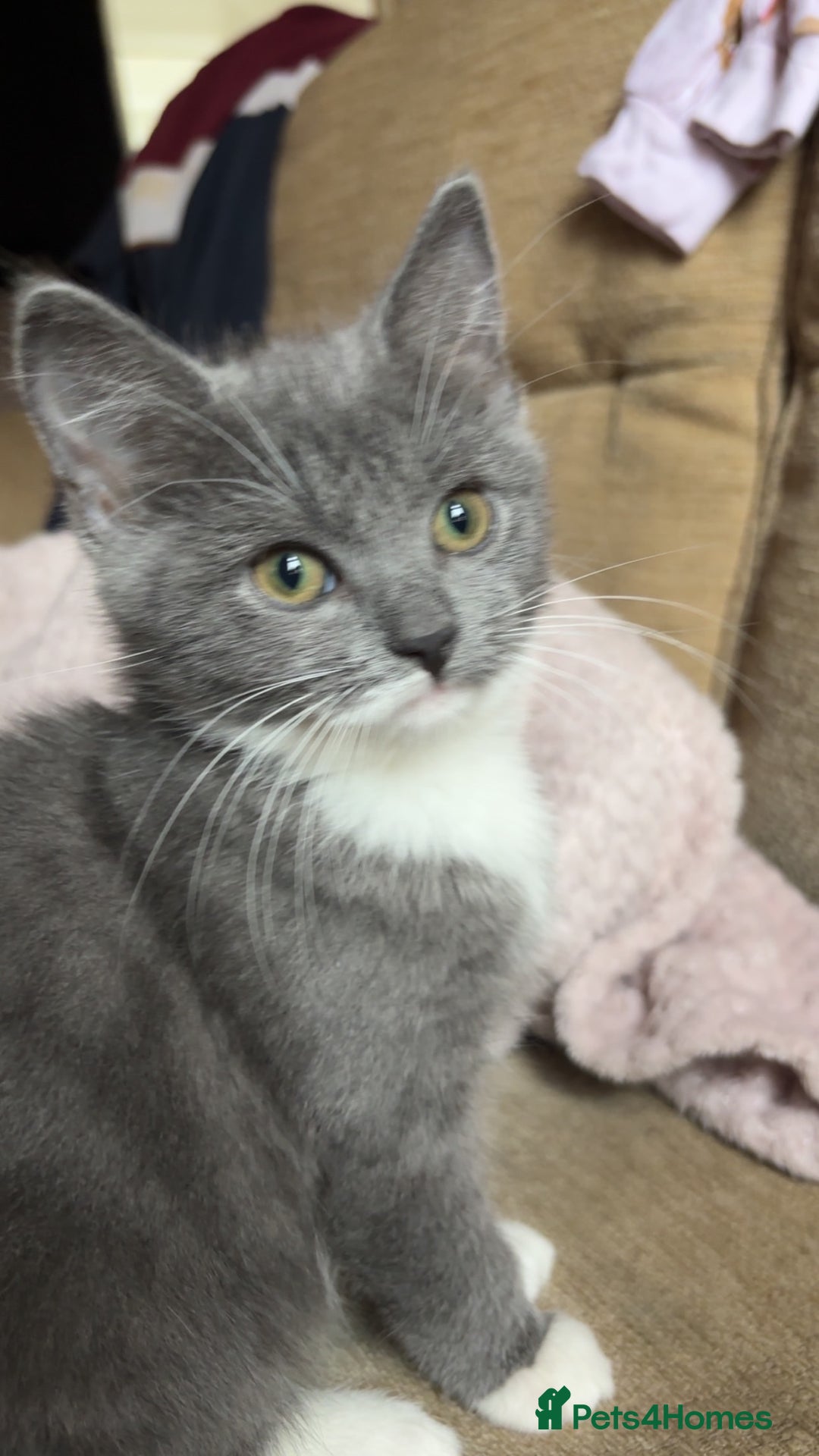 British Shorthair cats for sale: 2 blue British shorthair kittens - Advert 1