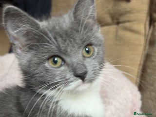 British Shorthair cats 2 blue British shorthair kittens - Advert 6