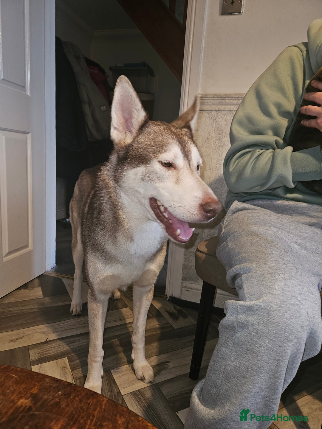 Mixed Breed dogs for sale: Husky x Staffy Mix – Last Female Puppy Available - Advert 3