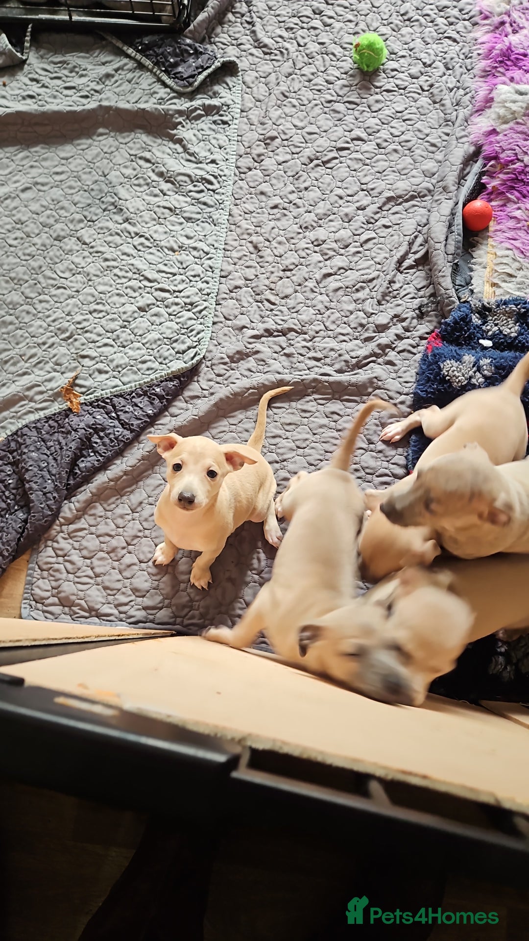 Whippet dogs for sale: ✨🐾 Gorgeous KC Registered Whippet puppies  🐾✨  - Advert 13