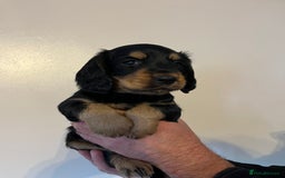 Cocker Spaniel dogs for sale: Cocker spaniel puppies - Image 13