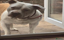 American Bully dogs for sale: American bully - Advert 3