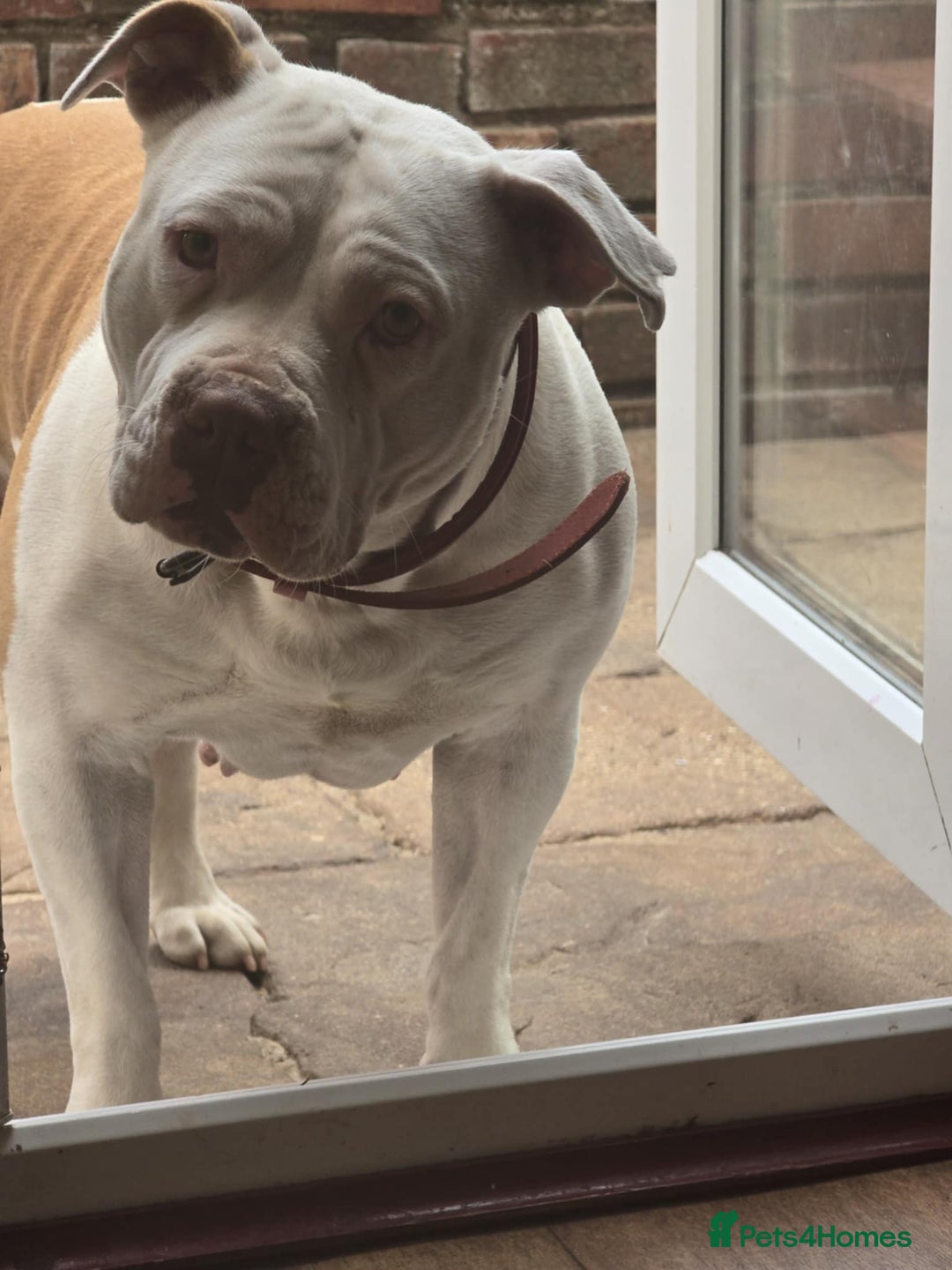 American Bully dogs for sale: American bully - Advert 3