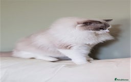 Ragdoll cats for stud: GCCF/TICA register, EU Ragdoll CHAMPIONSHIP STATUS in London - Image 4