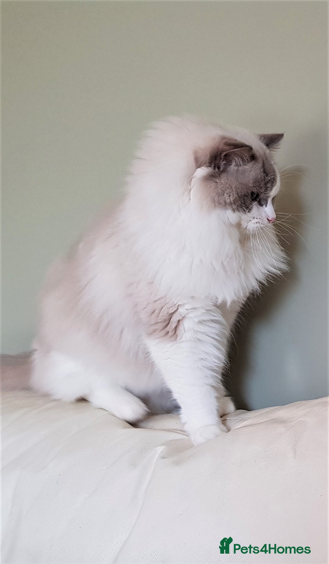 Ragdoll cats for stud: GCCF/TICA register, EU Ragdoll CHAMPIONSHIP STATUS in London - Image 4