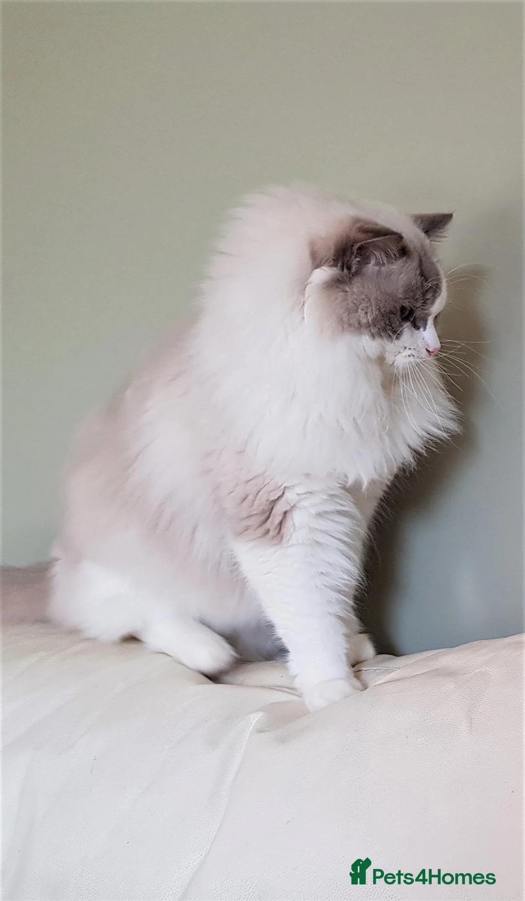 Ragdoll cats for stud: GCCF/TICA register, EU Ragdoll CHAMPIONSHIP STATUS in London - Advert 4